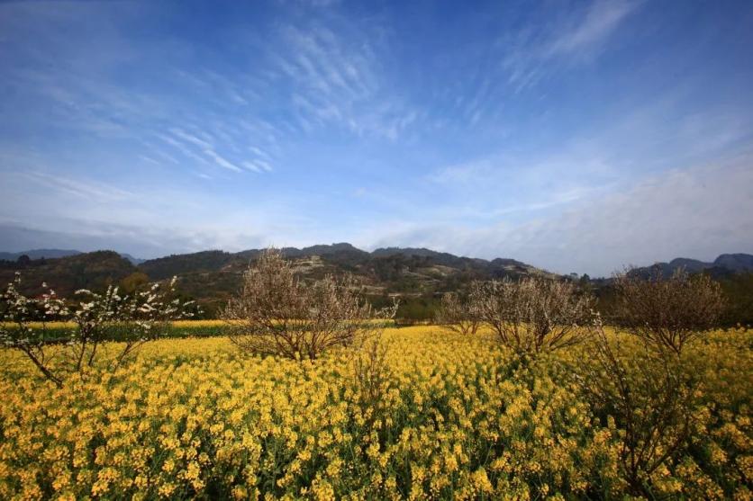 峨眉山市有哪些賞花的好地方？這份春季限定賞花地圖來了