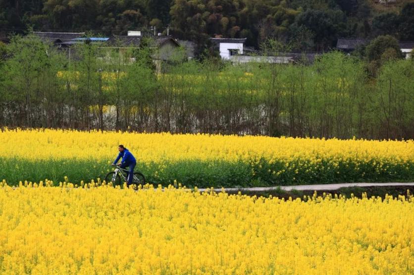 峨眉山市有哪些賞花的好地方？這份春季限定賞花地圖來了