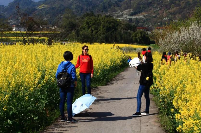 峨眉山市有哪些赏花的好地方？这份春季限定赏花地图来了