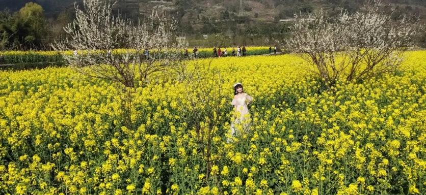 峨眉山市有哪些赏花的好地方？这份春季限定赏花地图来了