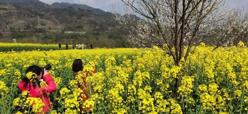 峨眉山市有哪些赏花的好地方？这份春季限定赏花地图来了