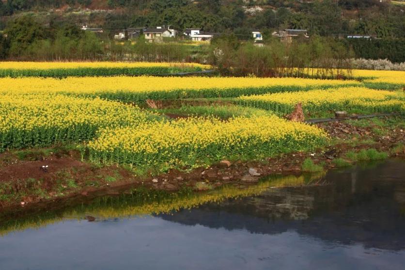 峨眉山市有哪些賞花的好地方？這份春季限定賞花地圖來了