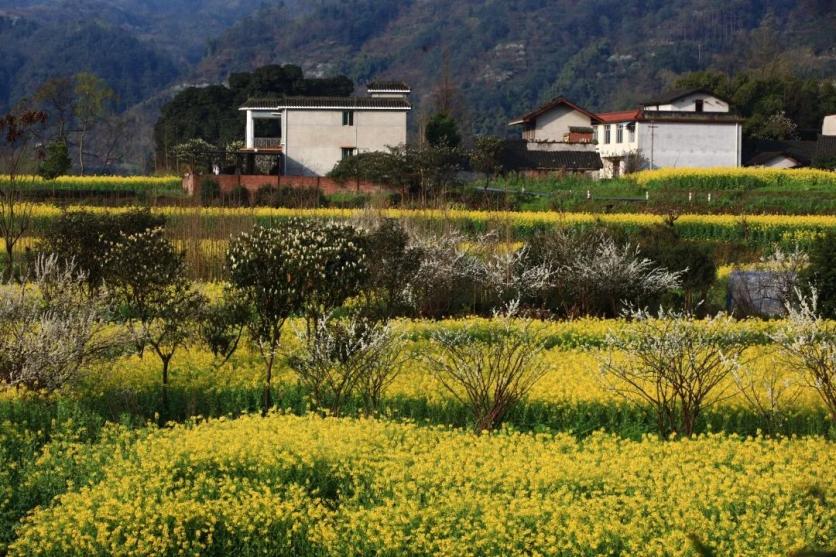 峨眉山市有哪些賞花的好地方？這份春季限定賞花地圖來了