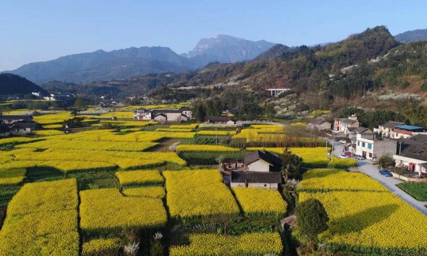 峨眉山市有哪些賞花的好地方？這份春季限定賞花地圖來了