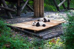 成都動物園一日游攻略 附游玩路線