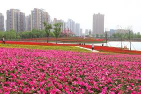 江南花伴湾四季花海游玩攻略-门票价格-景点信息