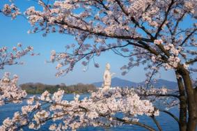 2023南京玄武湖樱花什么时候开 附最佳观赏期