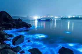 海陵岛蓝眼泪几月份会出现 海陵岛蓝眼泪是怎么形成的