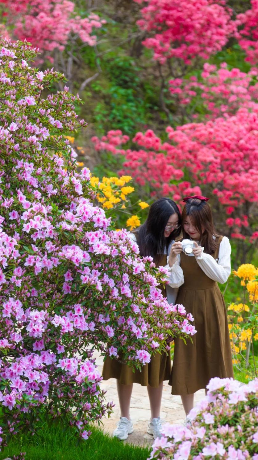 2023婺源篁嶺景區春日賞花圖鑒 附花類、花期、最佳賞花時間