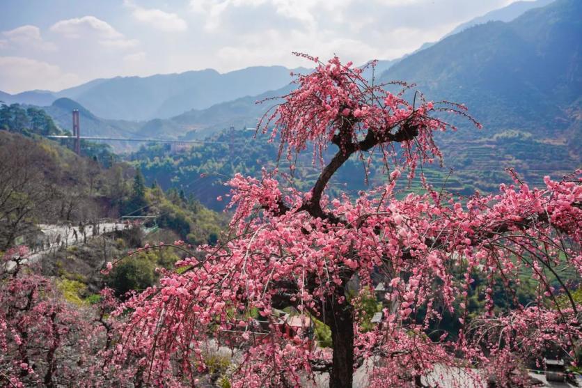 2023婺源篁嶺景區春日賞花圖鑒 附花類、花期、最佳賞花時間