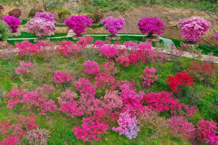 2023婺源篁嶺景區春日賞花圖鑒 附花類、花期、最佳賞花時間