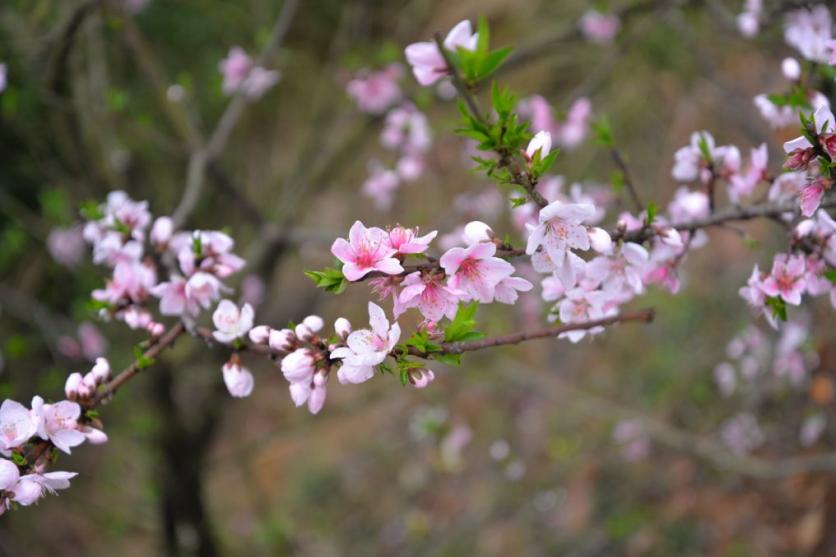 2023婺源篁嶺景區春日賞花圖鑒 附花類、花期、最佳賞花時間