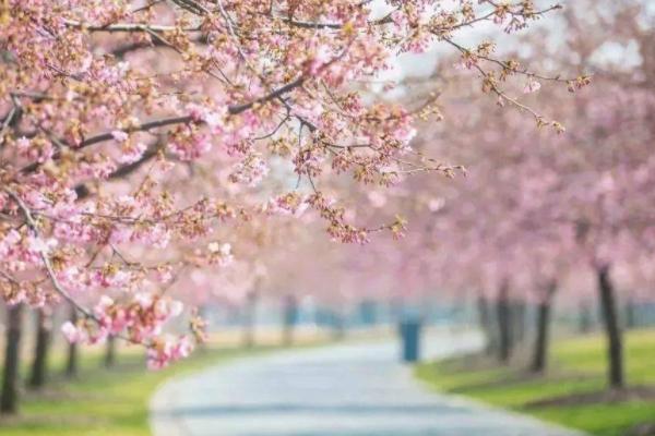 2023辰山植物园樱花开放时间 什么时候最美