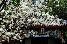 颐和园玉兰花观赏时间2023 附赏花路线