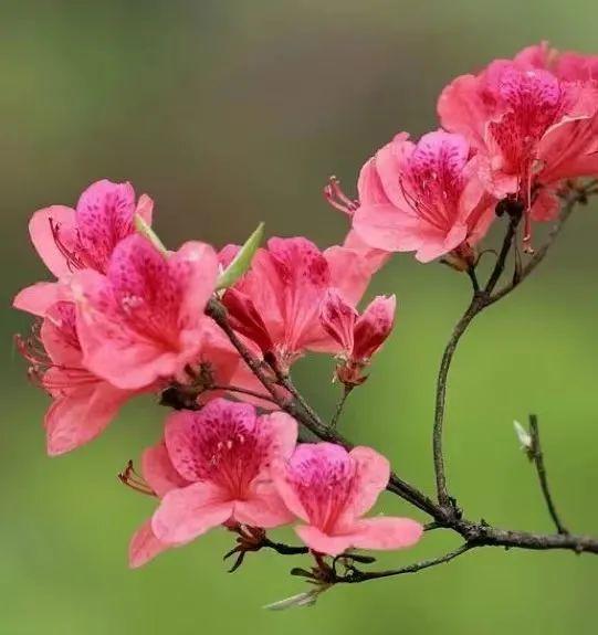 2023荆紫仙山景区春季赏花攻略 附花类、观赏地、花期