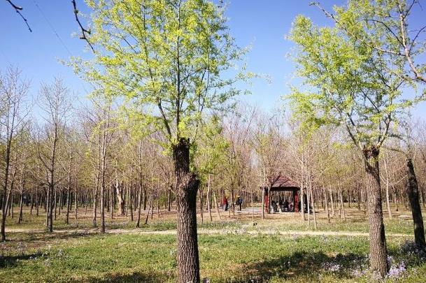 北京朝阳区免费公园有哪些 春季游玩好去处