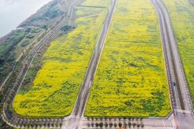 2023重庆广阳岛油菜花开了吗