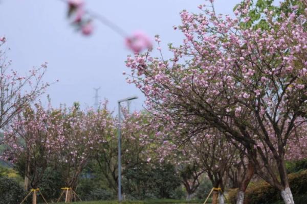 重庆看樱花的地方有哪些