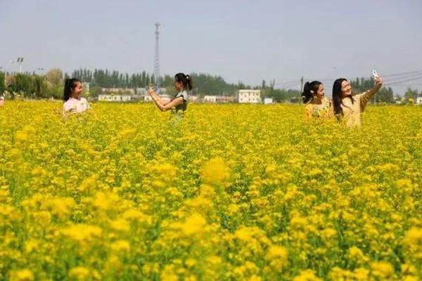 博斯騰湖賞花指南2023 附花類品種、最佳觀賞時間、地點