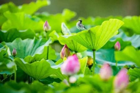 博斯腾湖赏花指南2023 附花类品种、最佳观赏时间、地点