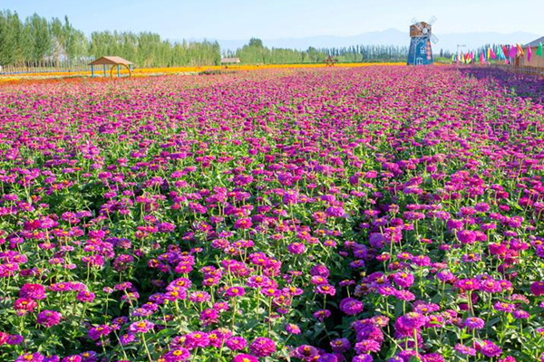 博斯腾湖赏花指南2023 附花类品种、最佳观赏时间、地点