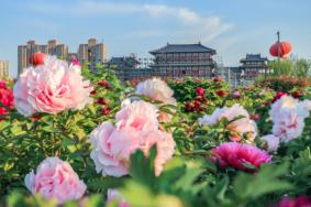 2023洛阳牡丹节是几月几号 附最佳观赏时间