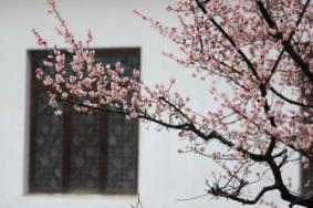 2023合肥植物园第二十二届梅花节于2月25日开幕