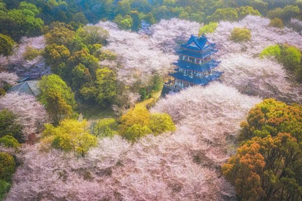 无锡樱花谷旅游攻略 附一日游最佳路线