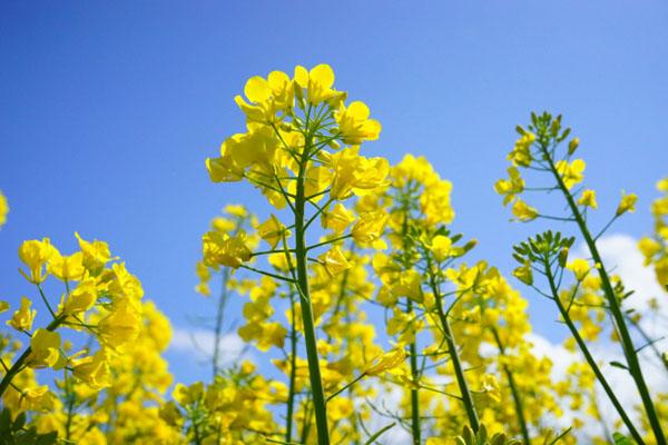 2023赣州春季赏花的地方 最美看花地点推荐