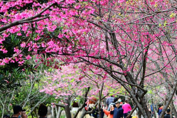 2023泉州附近哪里樱花最好看