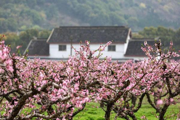 2023舟山桃花岛门票多少钱一张 附优惠政策