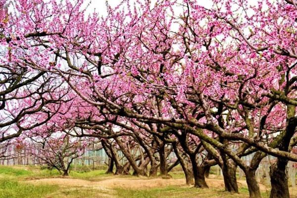 安徽哪里桃花最美 六大赏桃花的地方