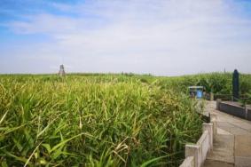 杭州湾国家湿地公园门票预订2023