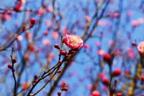 2023花果山梅园要门票吗？在哪里？