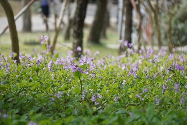 2023年春季蘇州上方山賞花攻略 附花類、花期