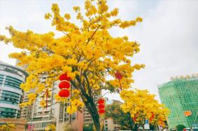 广东黄花风铃木哪里最多