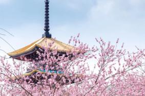 2024武汉磨山樱花园赏樱指南-门票价格-景点信息