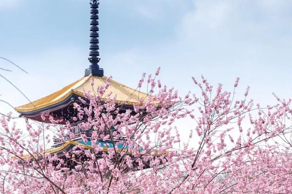 2024武汉磨山樱花园赏樱指南-门票价格-景点信息