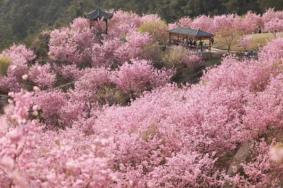 温州樱花园在哪个地方 附交通指南