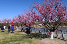 2023莘庄梅园梅花节举办时间及地点