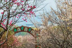 苏州3月哪里看花海 最佳赏花的地方