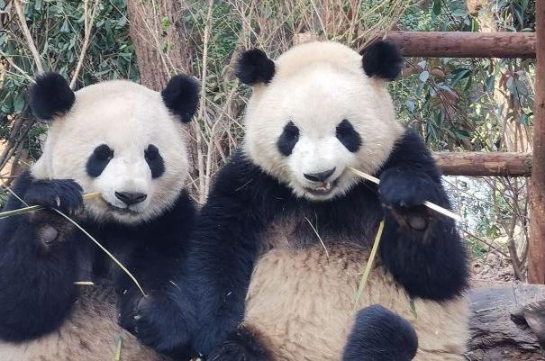 成都大熊貓繁育研究基地游玩最佳路線