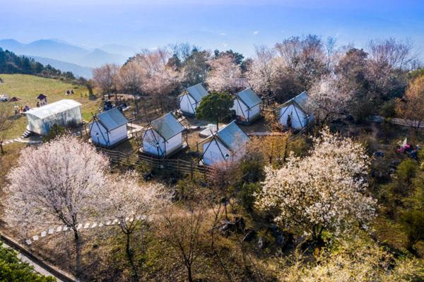 2023渝北區云龜山櫻花節開放時間 附門票價格及活動詳情