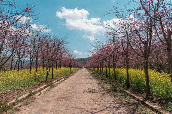 2023磨盘山樱花节什么时候开 附活动详情及地点