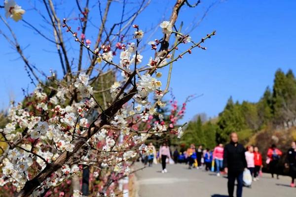 2023年濟南紅葉谷梅花開了嗎？附最新開花時間和最佳觀賞時間