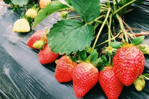 北京哪里有摘草莓的地方