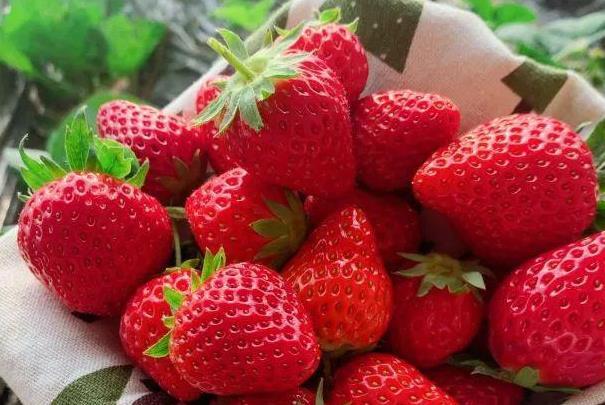 北京哪里有摘草莓的地方