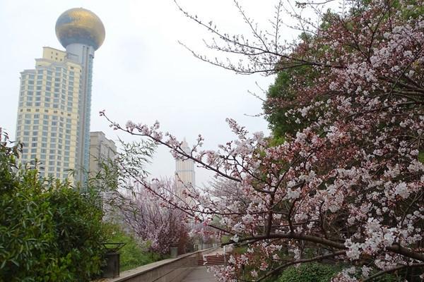 武汉江滩樱花在哪里