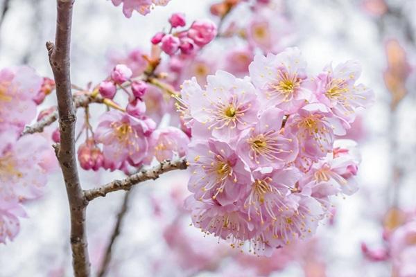2023年3月3日起武汉东湖樱花园正式开园开放