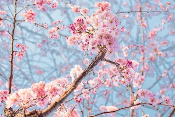 2023年3月3日起武汉东湖樱花园正式开园开放